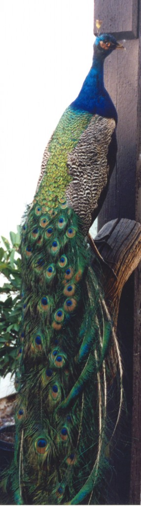 211_我如何變成動物標本製作家2