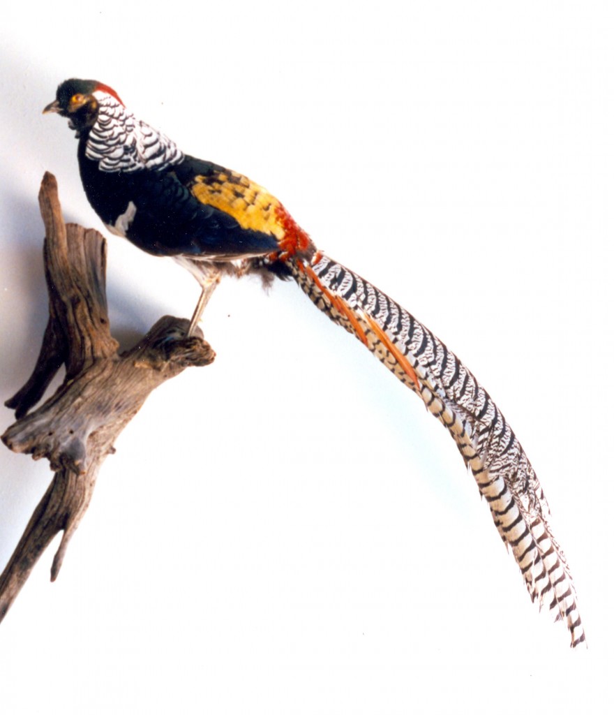 211_我如何變成動物標本製作家3